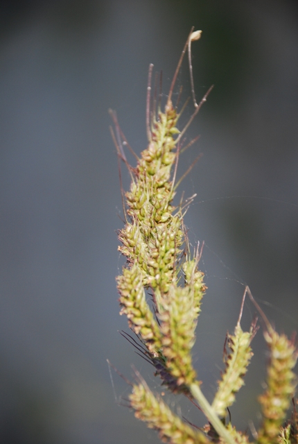 Echinochloa crus-galli